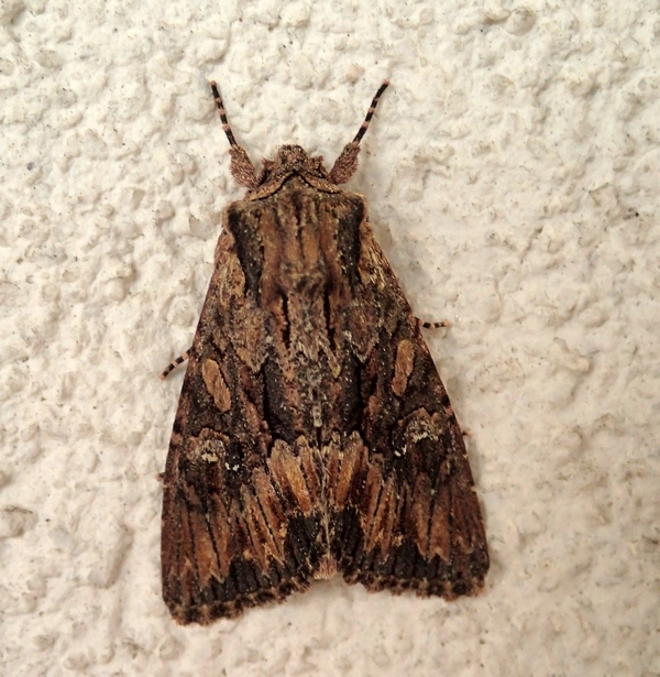 Altra Noctuidae da Id.